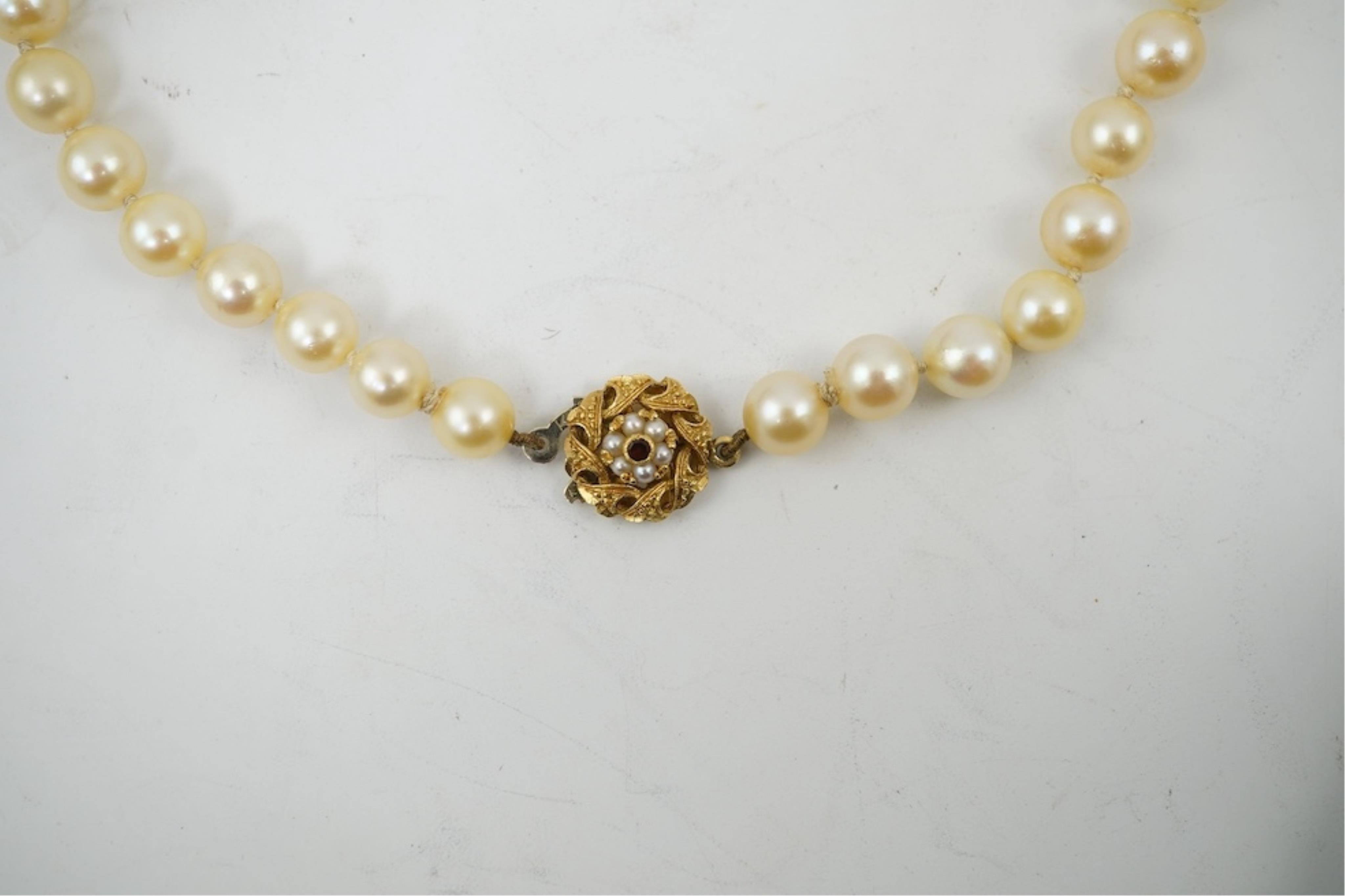 A single strand cultured pearl necklace, wit an 18ct gold, ruby and seed pearl cluster set clasp, 40cm.
